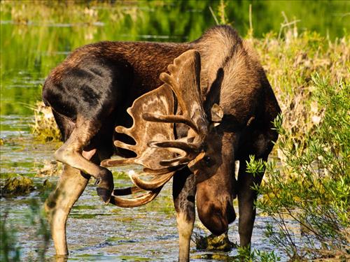 Moose at Grand Teton National Park, Wyoming