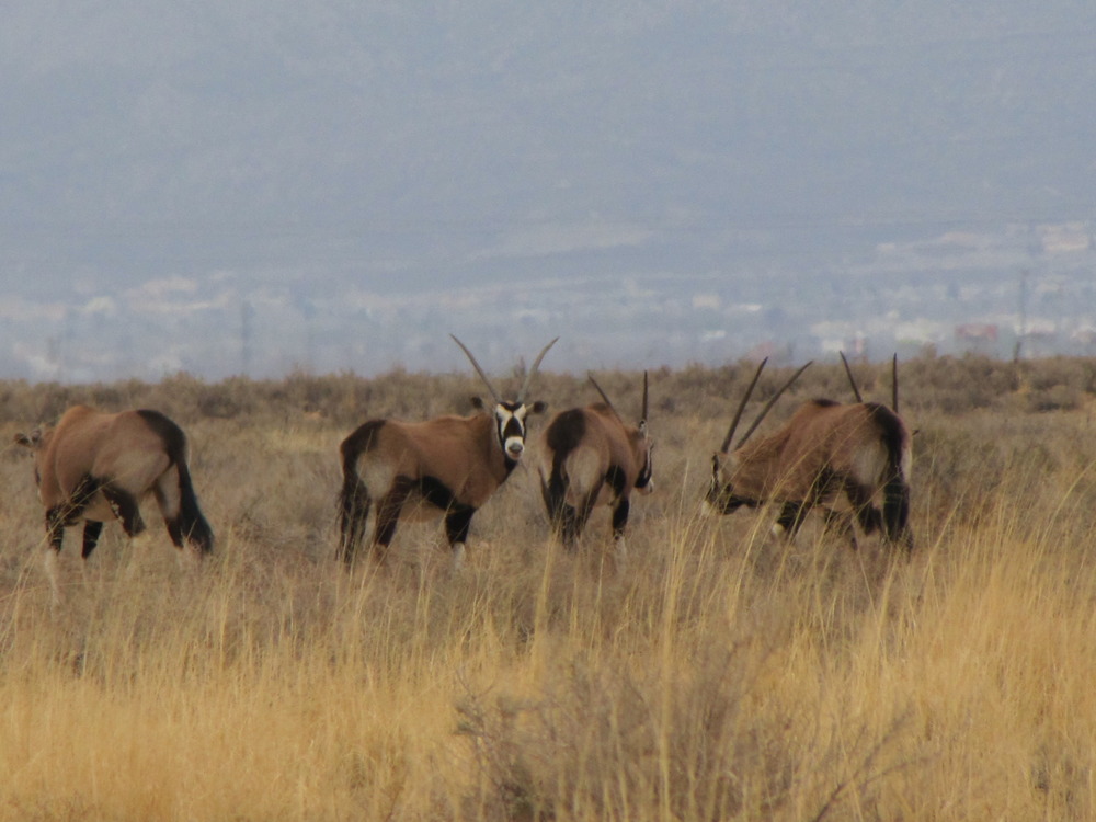 Five oryx grazing in the desert scrub.