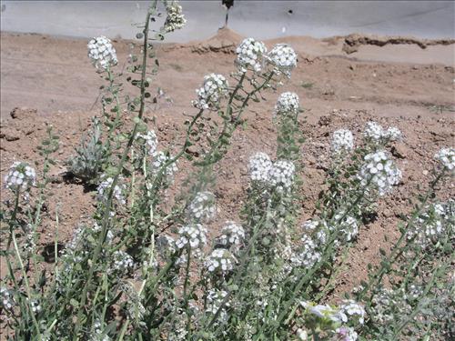 Dimorphocarpa wislizeni. Big Bend National Park, Panther Junction Housing Area. March 2005