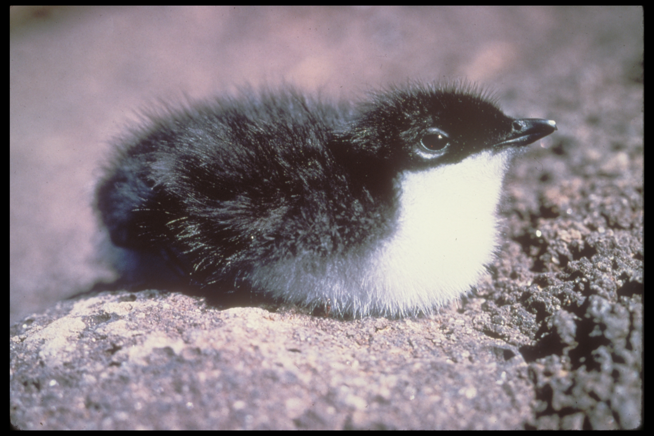 V21C1_Xantus_murrelet_chick