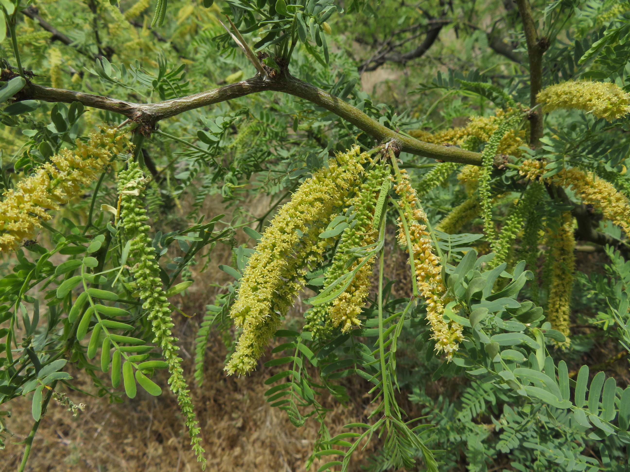 Close up of green leaves on mesquite tree.