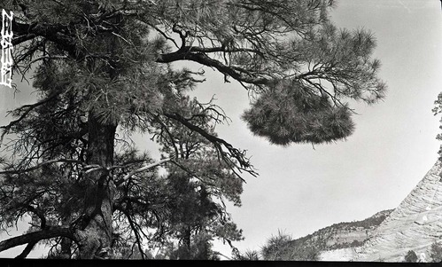 Witch's broom deformity (caused by midges) on yellow pine.