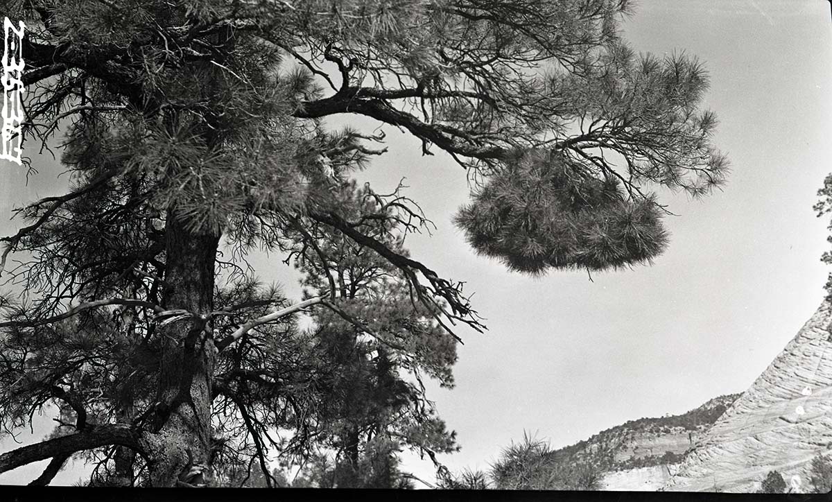 Witch's broom deformity (caused by midges) on yellow pine.