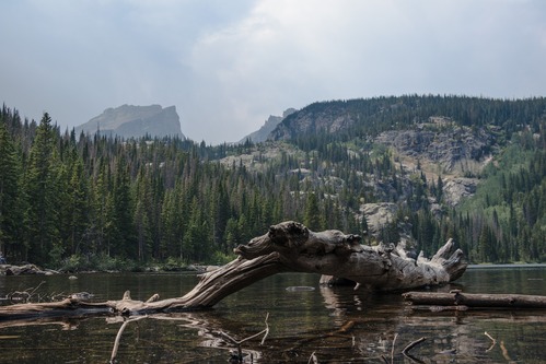 fallen tree reflected on bear lake