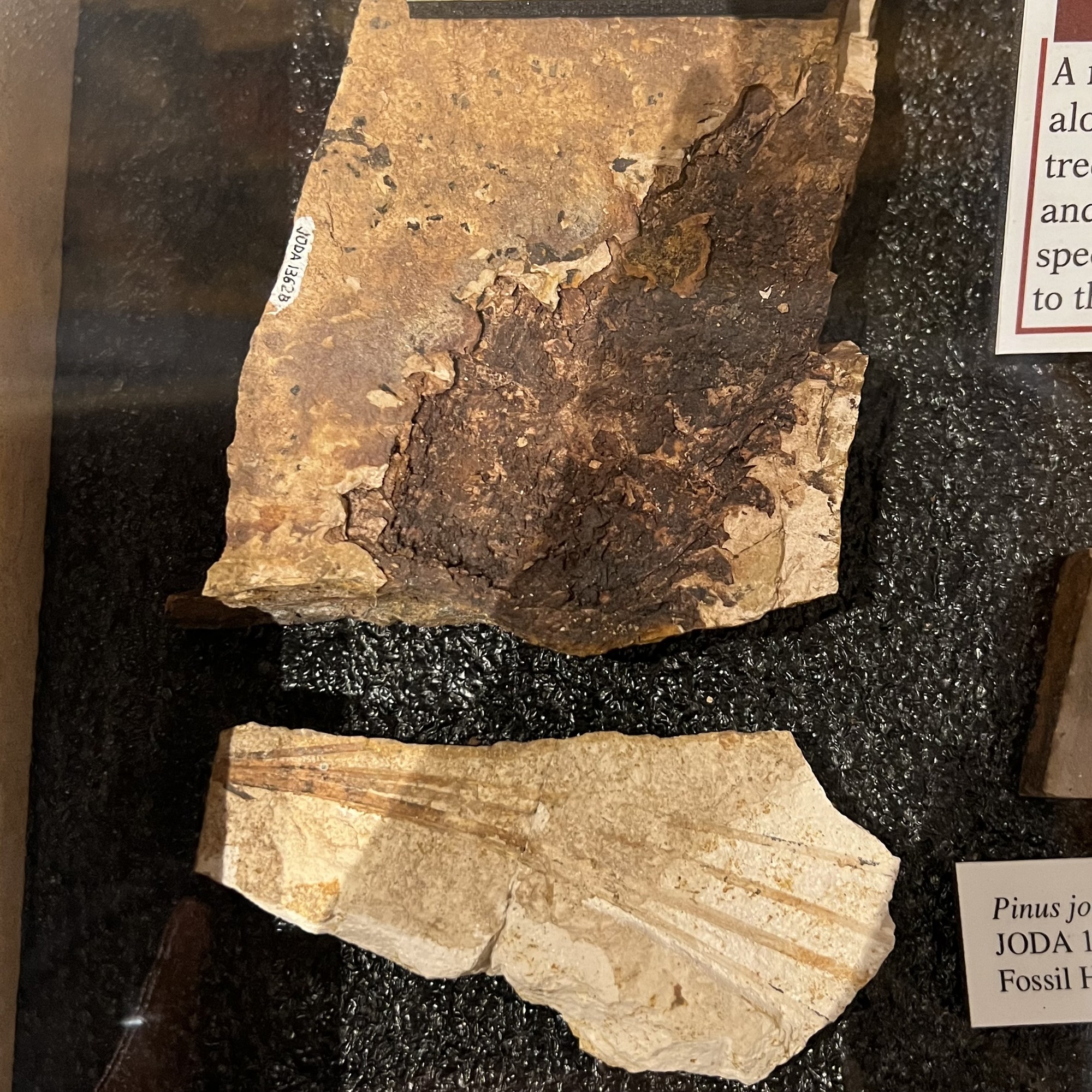 Pine tree fossils