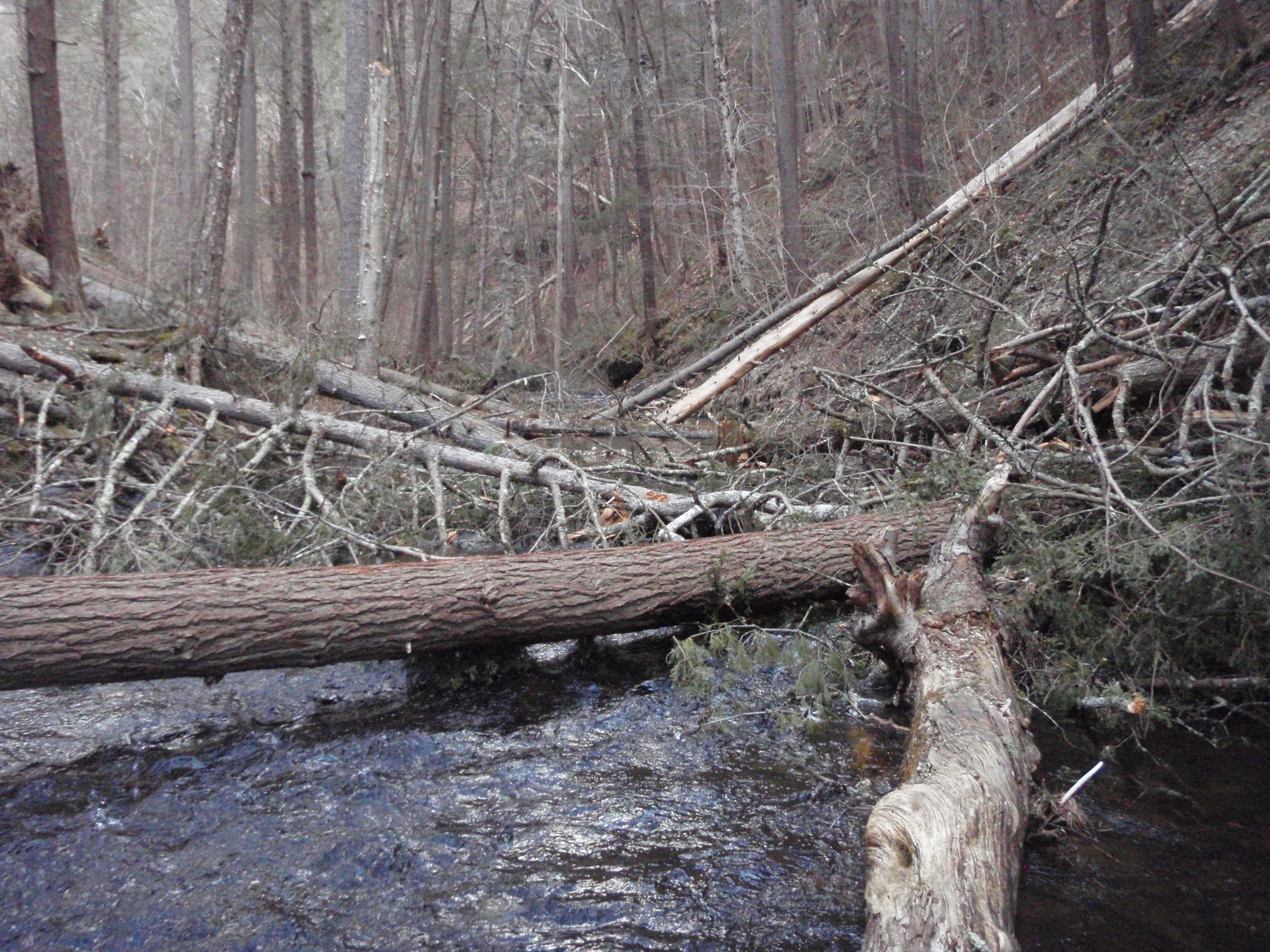 Site visit photo showing the upstream (UP) or downstream (DN) view of a wadeable stream reach taken during benthic macroinvertebrate monitoring at Delaware Water Gap National Recreation Area.