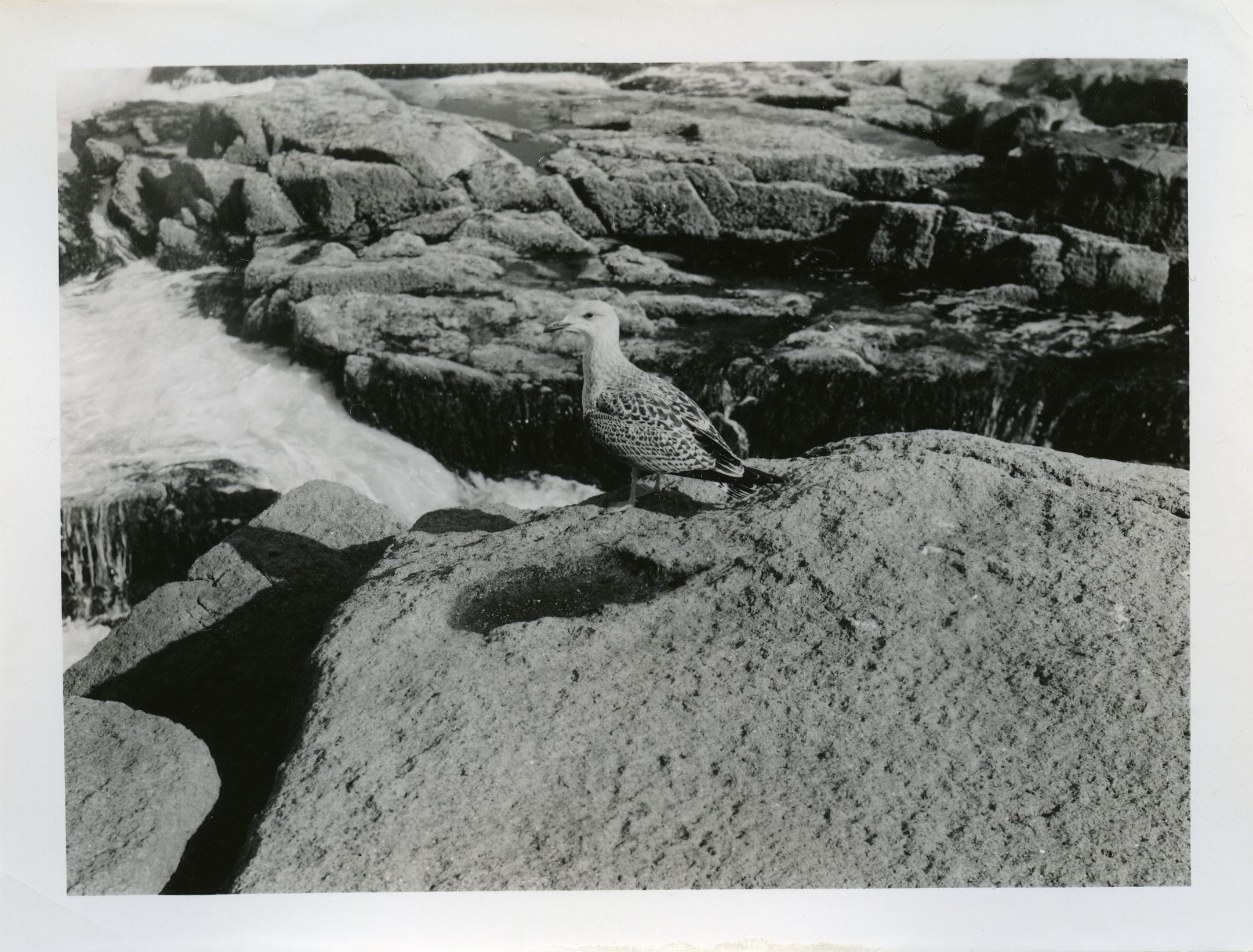 Gull Herring (Immature)