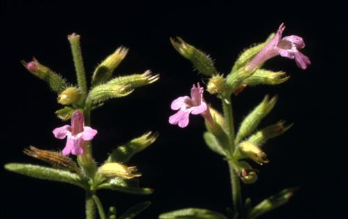 Badlands Flowers: Red, Pink, Blue