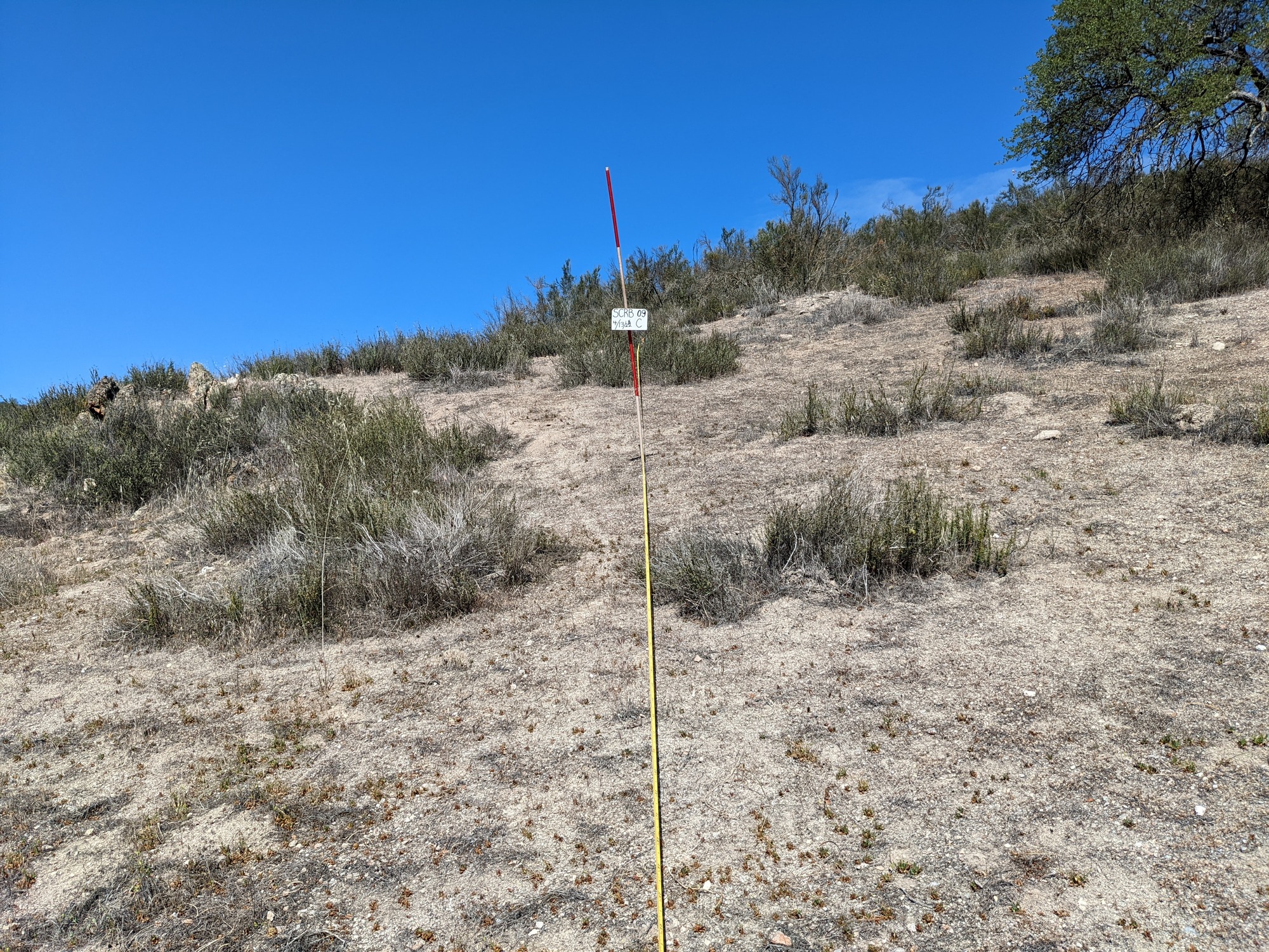 Eye-level view from the center point of a plant community monitoring plot