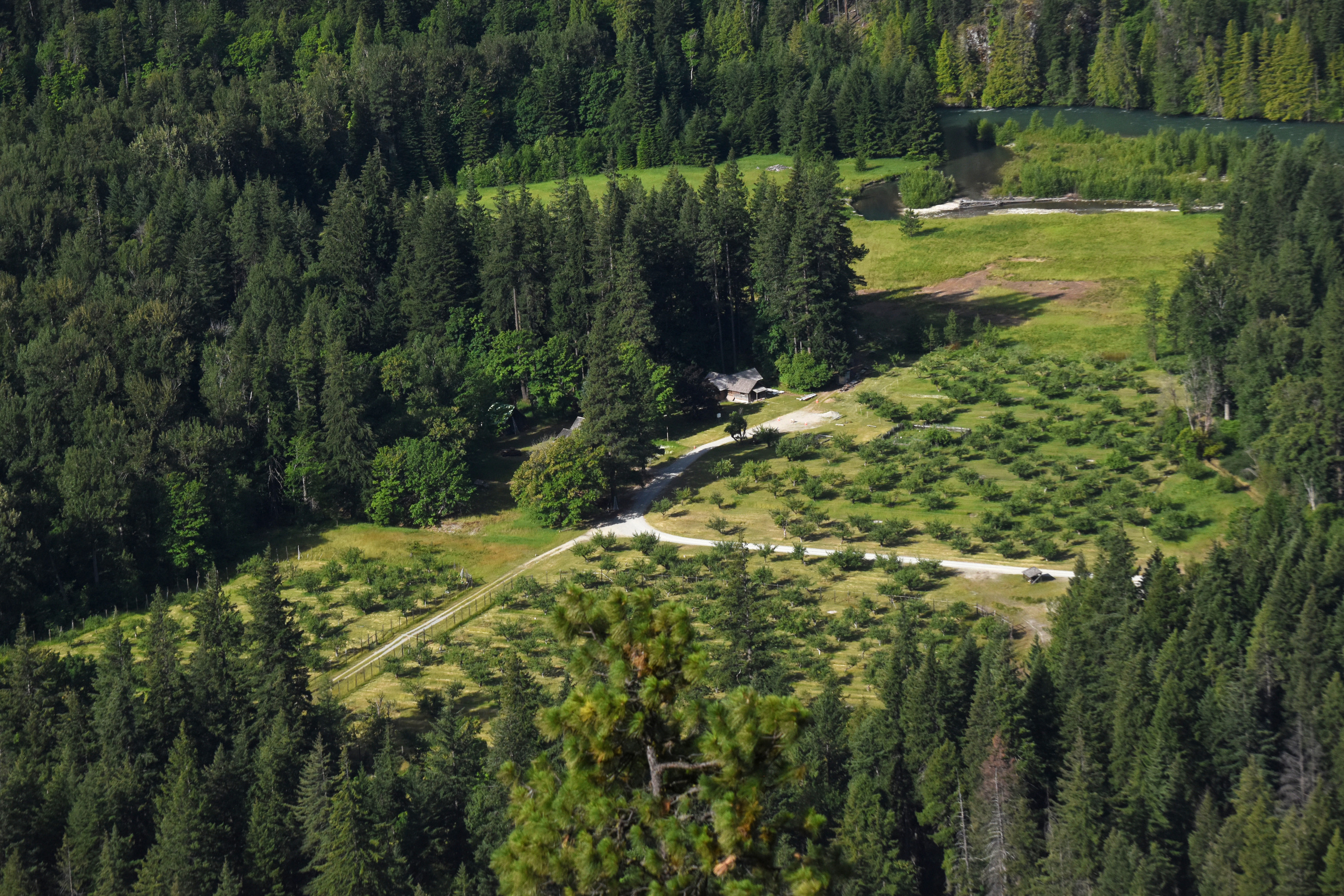 The clearing of an orchard among a conifer forest is seen from a high viewpoint.