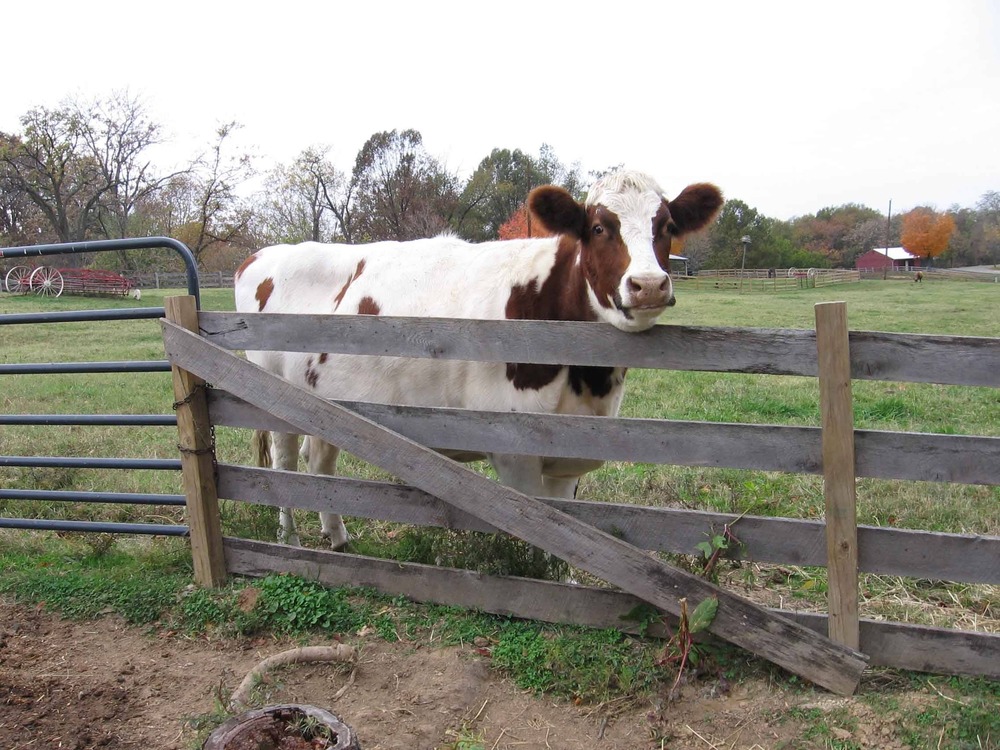 Camille, the Ayshire heifer, in pasture.