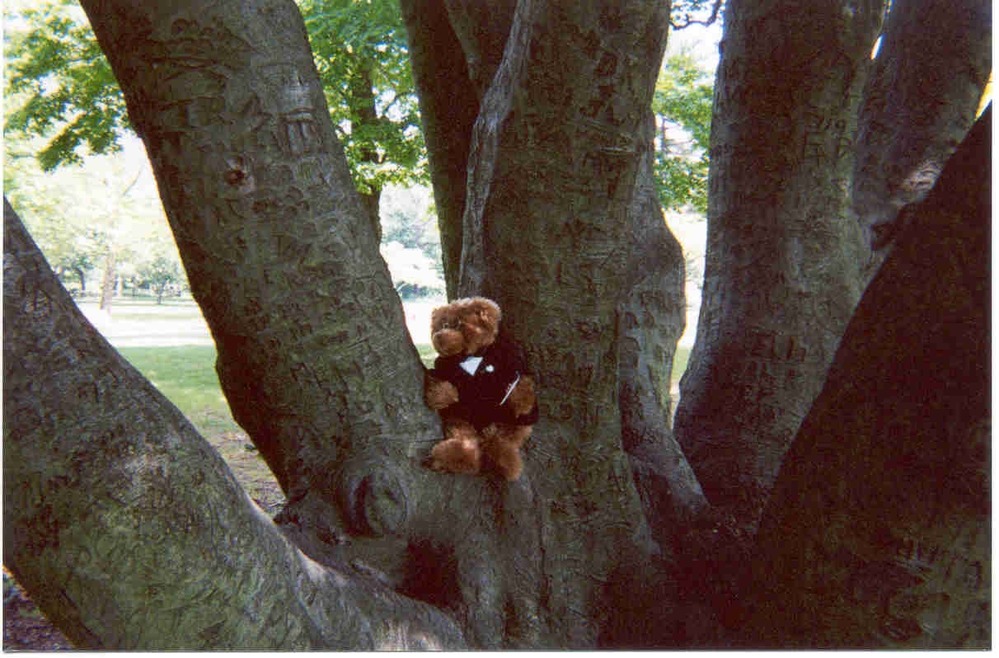 There's so much for a bear to do and explore!!