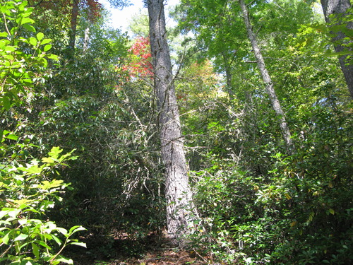 GRSM Accuracy Assessment. Plot Code: GRSM_AA_0269_2