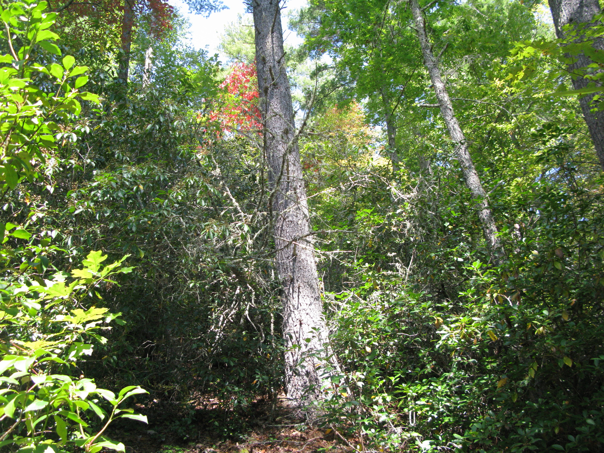 GRSM Accuracy Assessment. Plot Code: GRSM_AA_0269_2