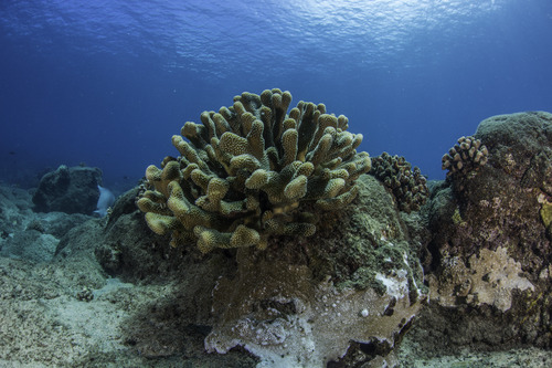 Coral growing on a rock. 