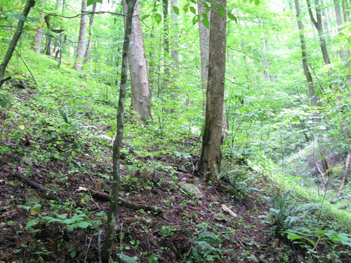 GRSM Accuracy Assessment. Plot Code: GRSM_AA_0432_3