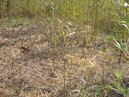 Feral Hog Damage At Big Creek and Sanders Field, Buffalo National River