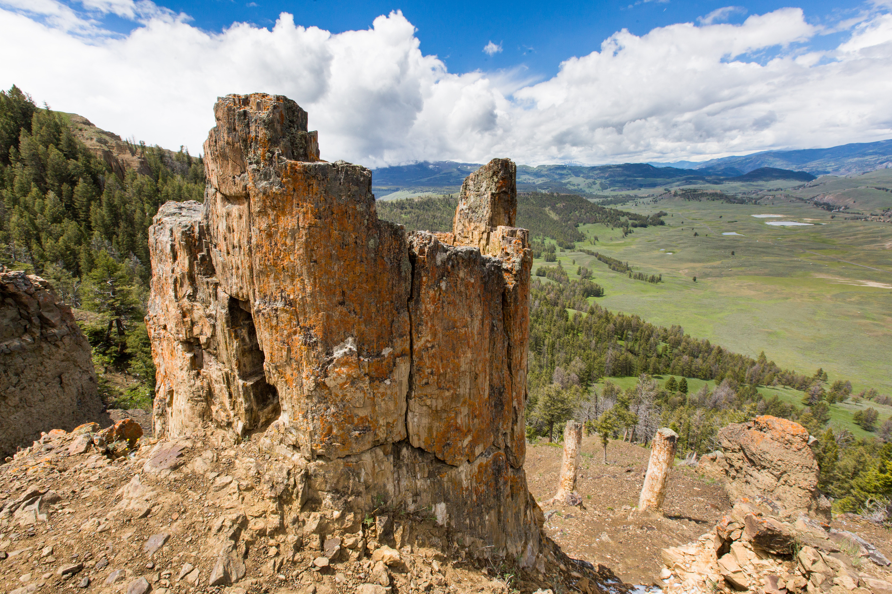 Petrified tree trunks standing upright on the side of a ridge overlooking an open valley