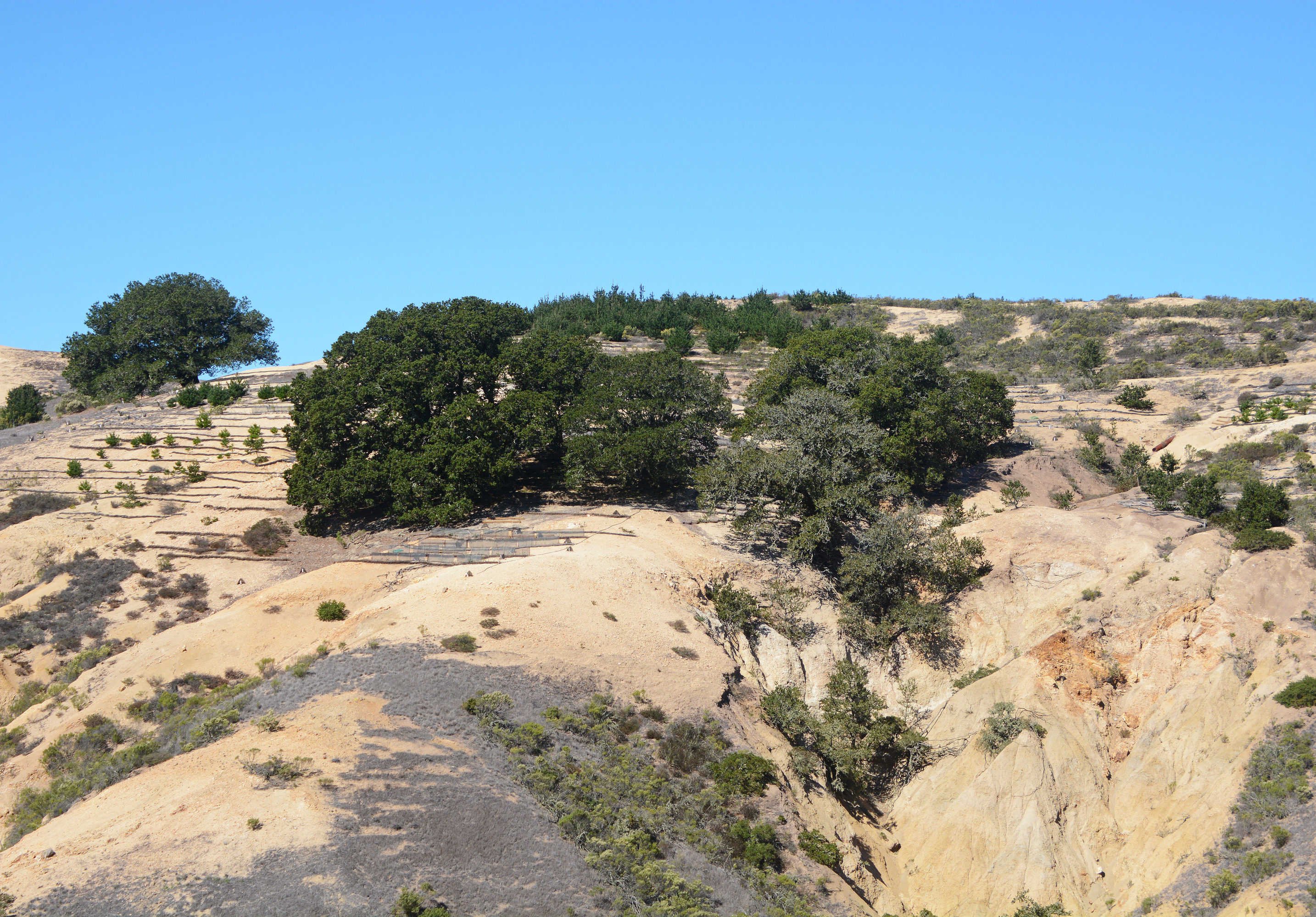 eroded canyon with trees