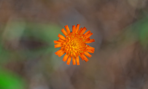 Top view of bright orange flower with a tight cluster of petals in the center. 