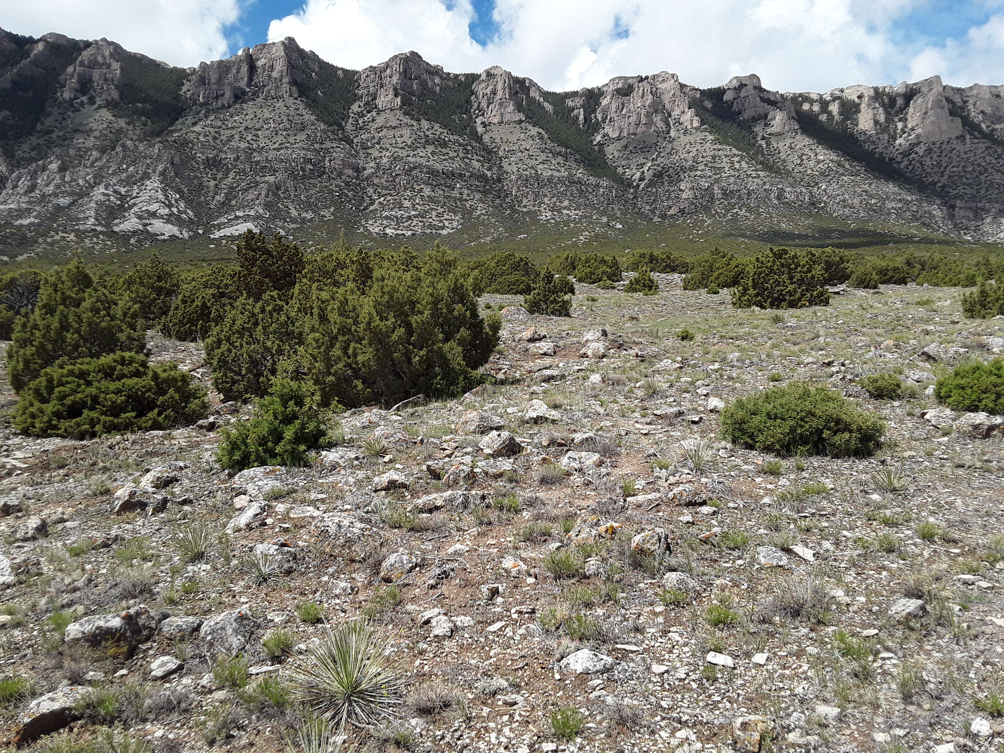 Photo of the landscape and upland vegetation in Bighorn Canyon National Recreation Area.