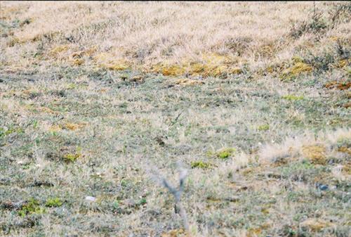7 Gates of the Arctic National Park and Preserve Itkillik Birds Survey June 2006