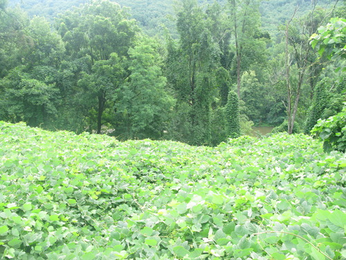 GRSM Accuracy Assessment. Plot Code: GRSM_AA_0587_3