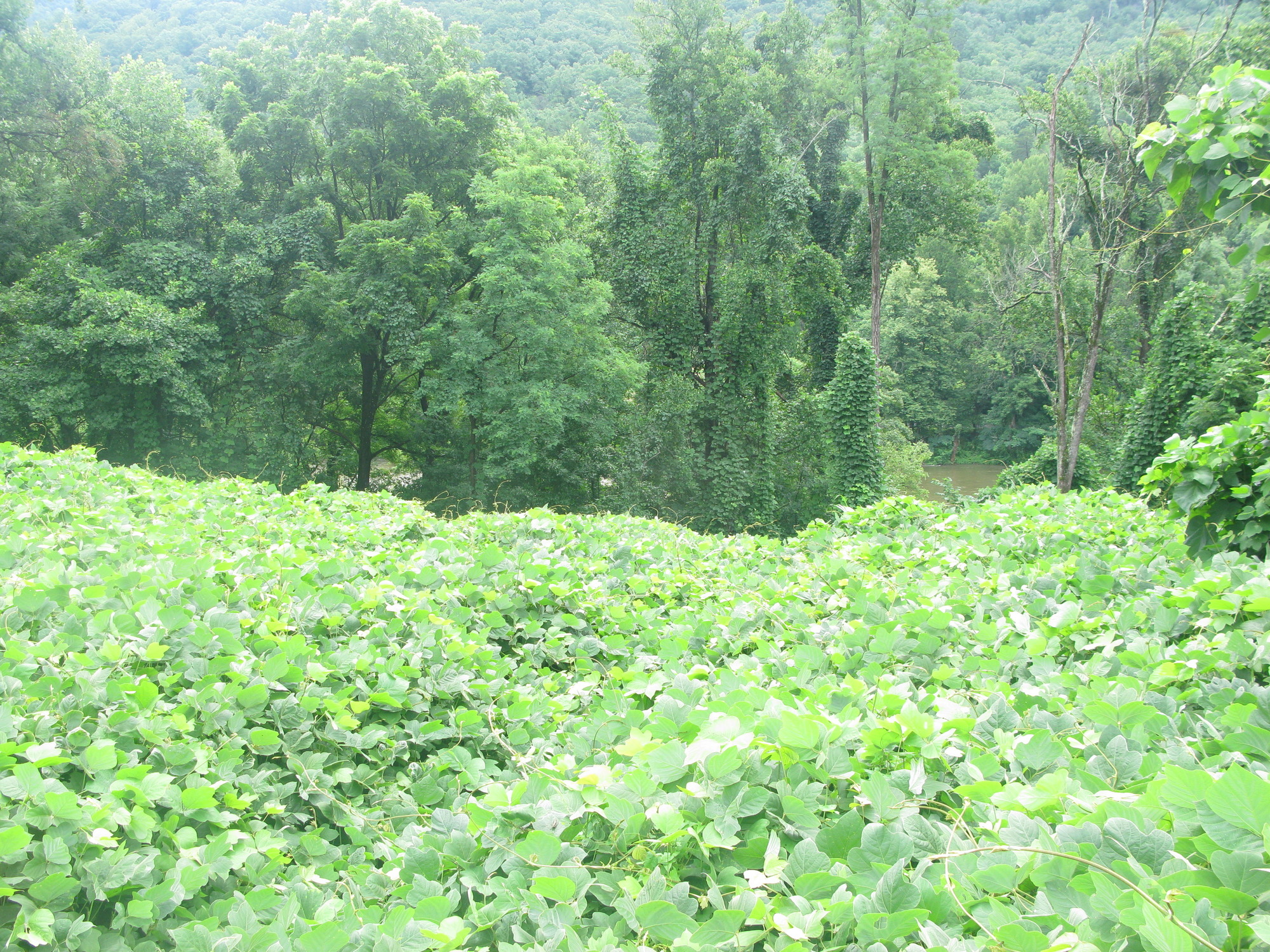 GRSM Accuracy Assessment. Plot Code: GRSM_AA_0587_3