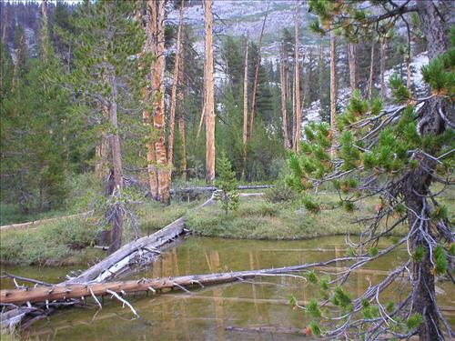 Fen west of John Muir Trail, Baxter Meadow, Sequoia and Kings Canyon National Park