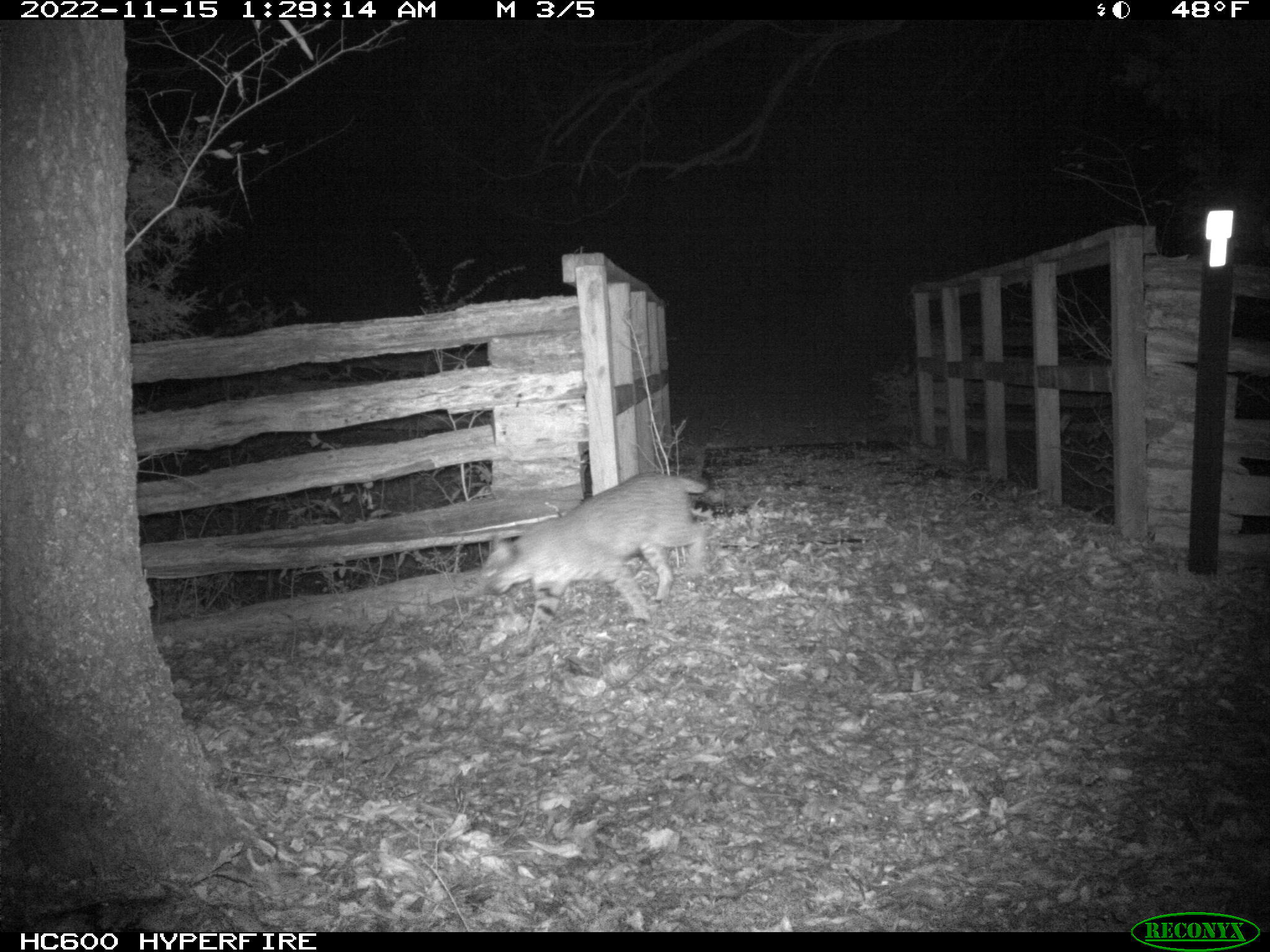 A bobcat walks of a bridge into the forest at night. 