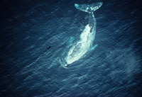 Gray Whale