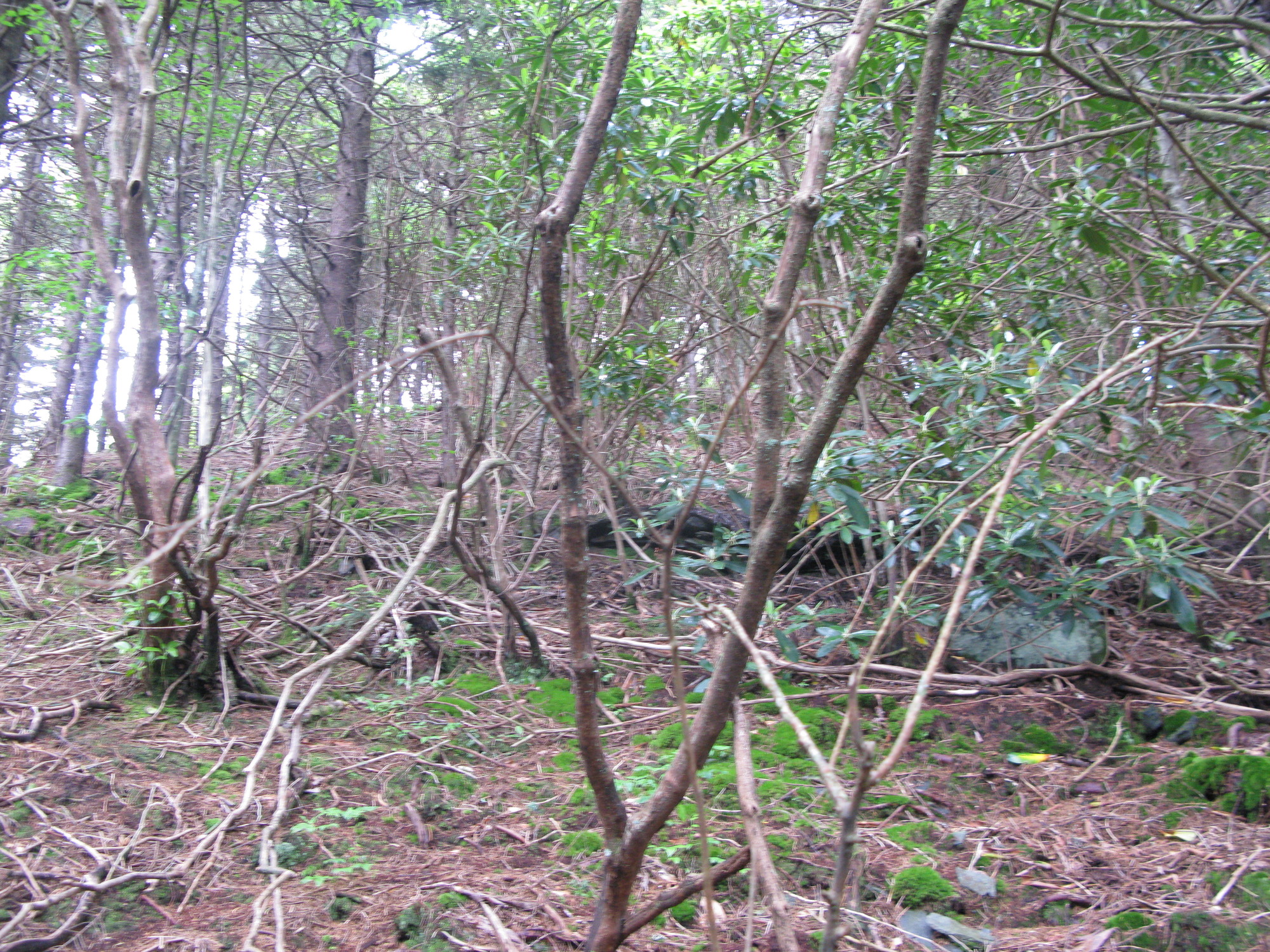 GRSM Accuracy Assessment. Plot Code: GRSM_AA_0525_2