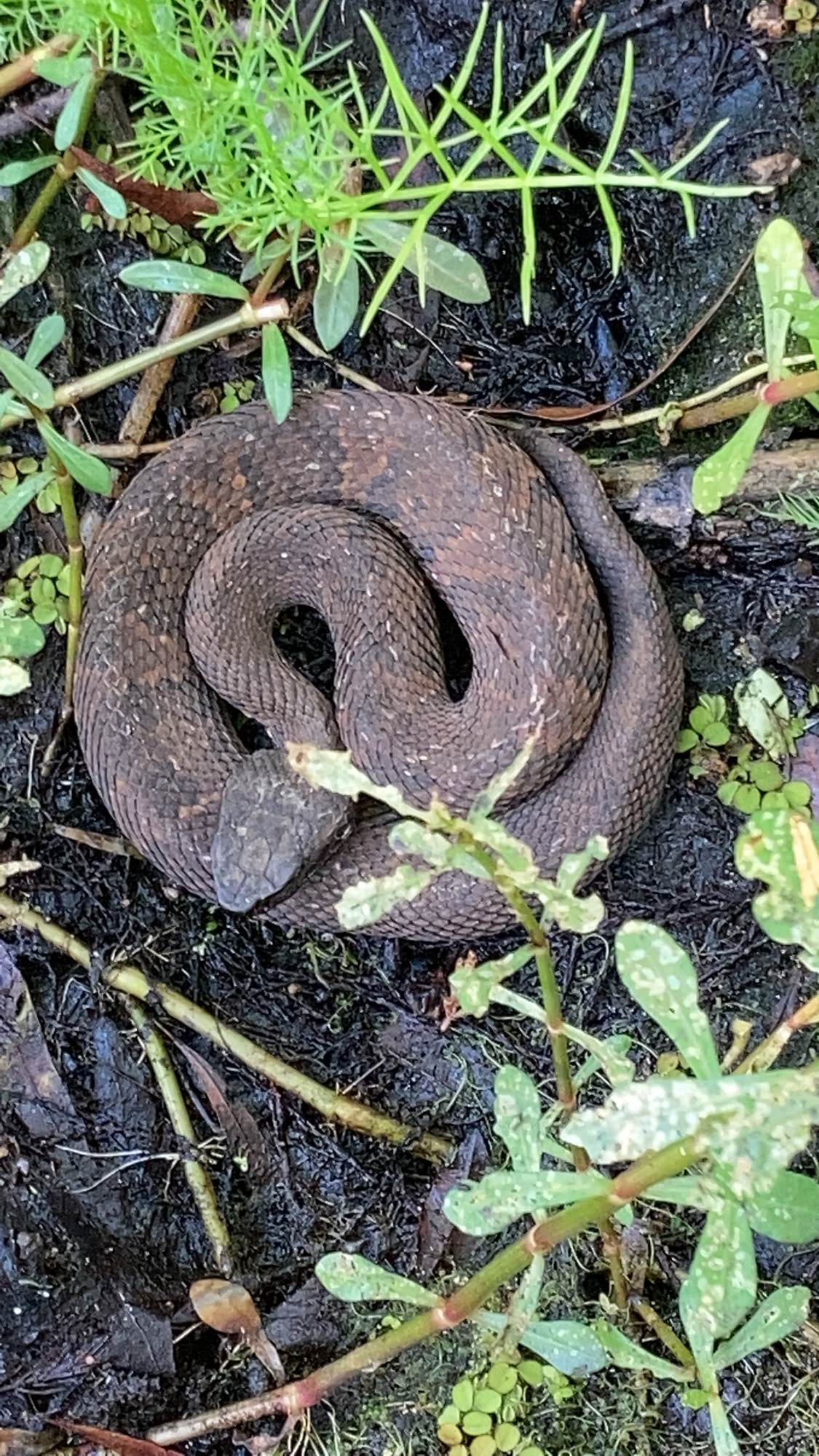 A brown snake with a wide head coiled up on the ground surrounded by green vegetation.