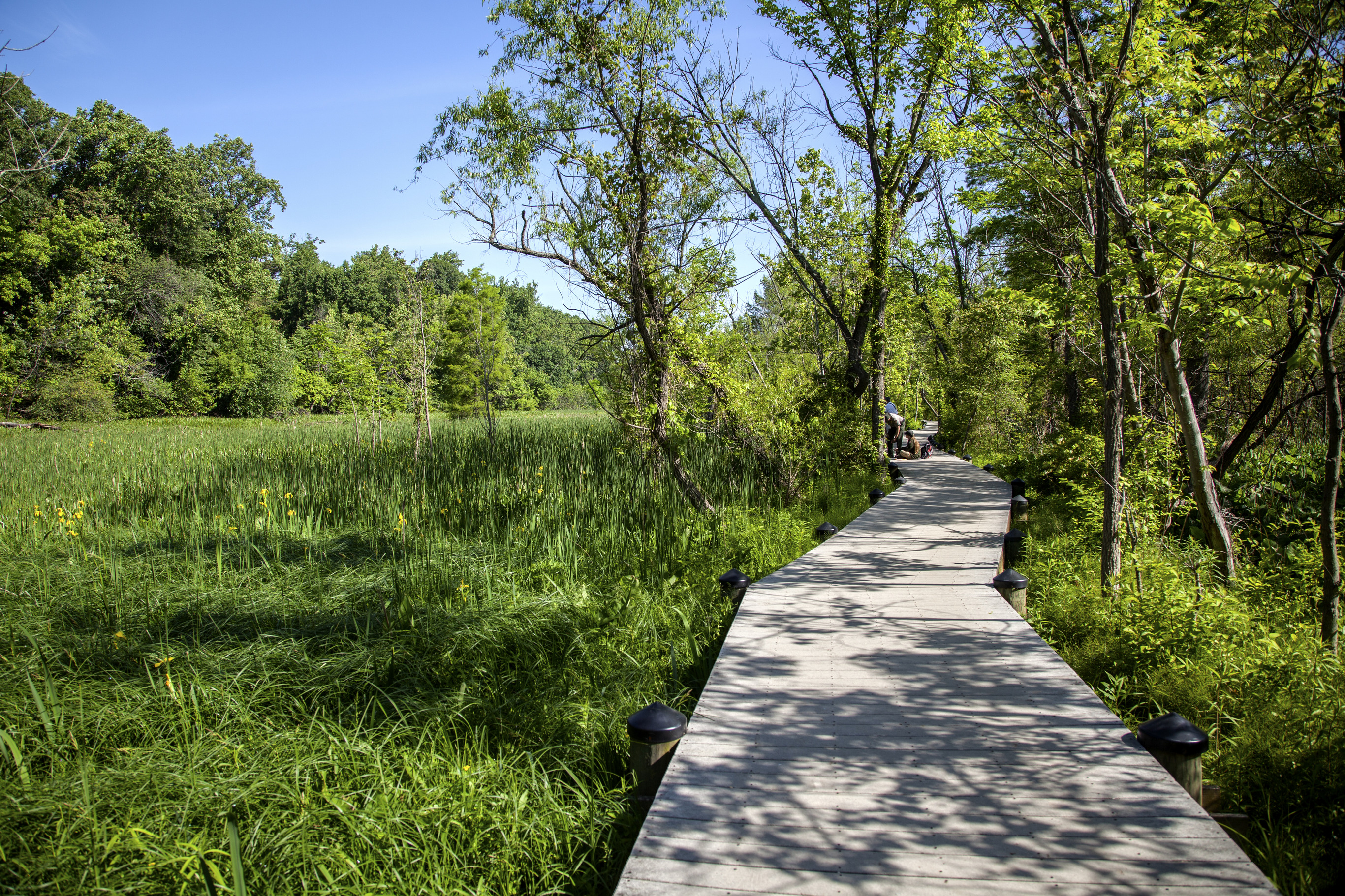 A boardwalk crosses over the green wetlands of  Theodore Roosevelt Island