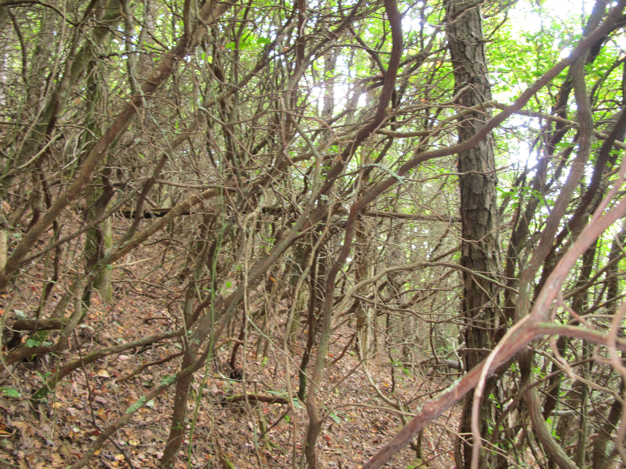 GRSM Accuracy Assessment. Plot Code: GRSM_AA_0916_3