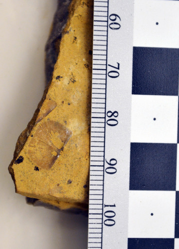 Close up of fossil in flat rock