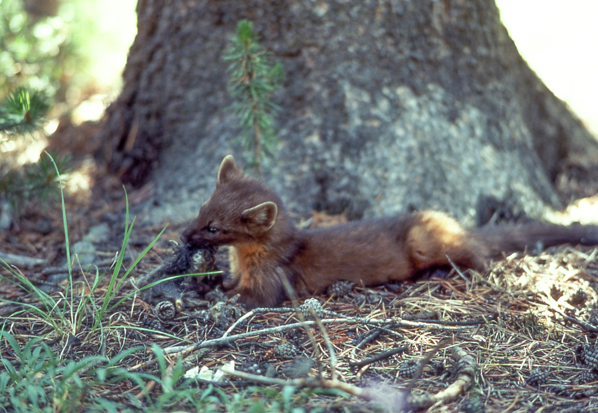 Pine marten is feeding on something while lying next to a tree.