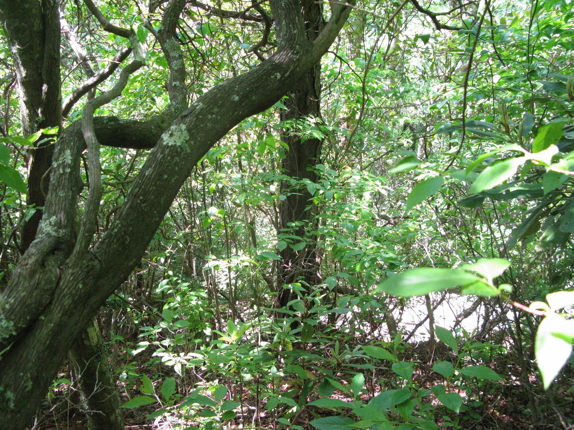 GRSM Accuracy Assessment. Plot Code: GRSM_AA_0420