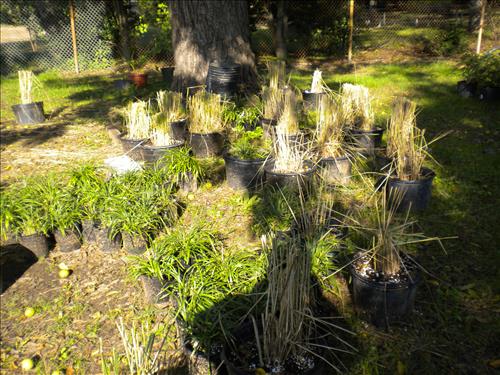 Youth Intern Program Horticultural Interns at Kenilworth Aquatic Gardens