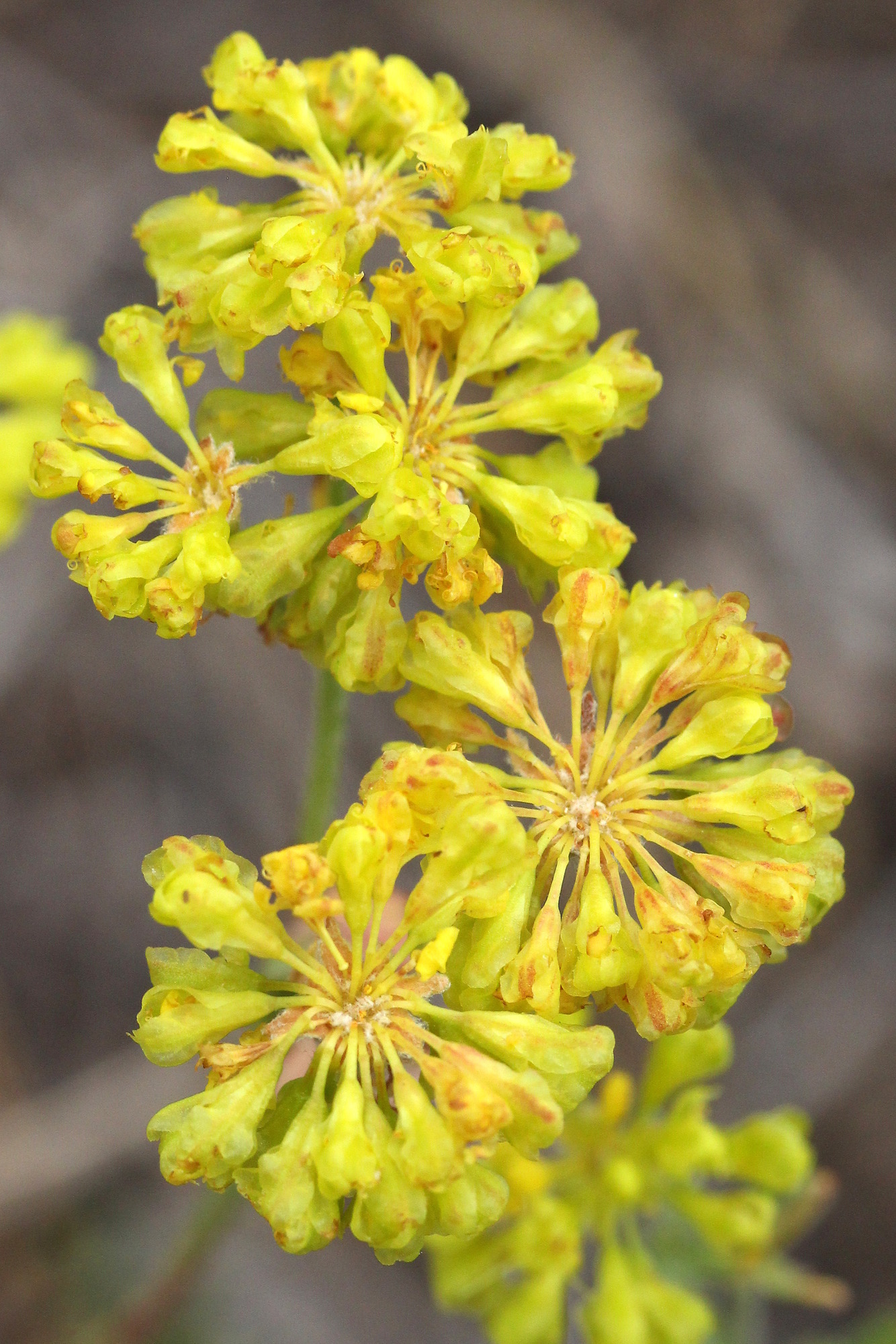 Eriogonum umbellatum, Arid wild buckwheat