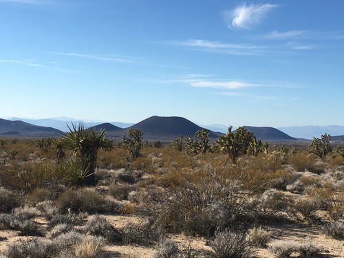 Some cinder cone volcanoes stand behind a mix of desert greenery, including creosote, Mojave yucca, and Joshua tree. 