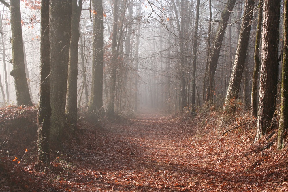 There are many preserved sections of the Old Trace that can be visited along the Parkway. The Old Trace at milepost 221.4 is particulary photogenic, especially on a foggy winter morning.