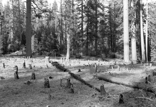Cutover land near north line of Cuneo property.