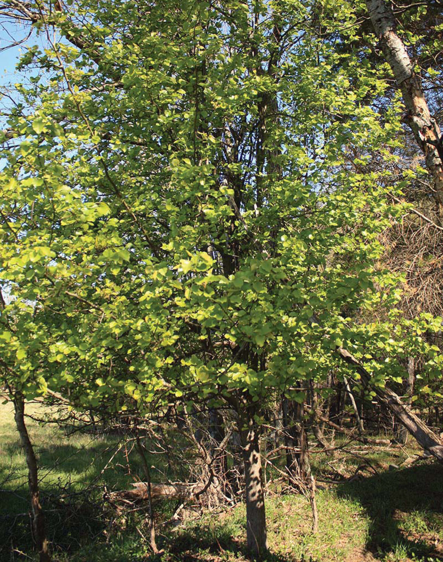 An apple tree with a rounded, leafy canopy grows near a line of trees.