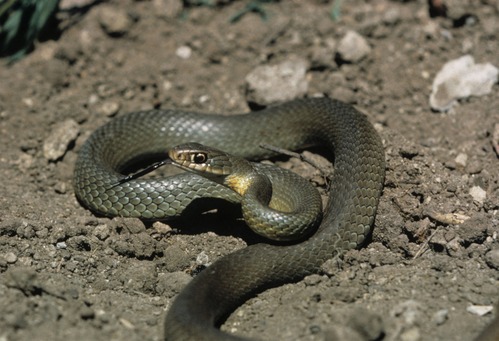A green snake with a yellow belly coils on the ground. 