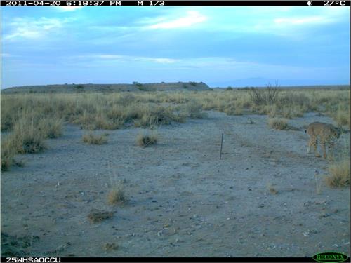 Kit Fox and Pedestals