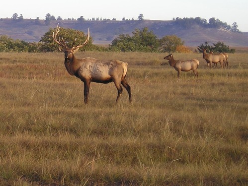A bull elk with part of his 