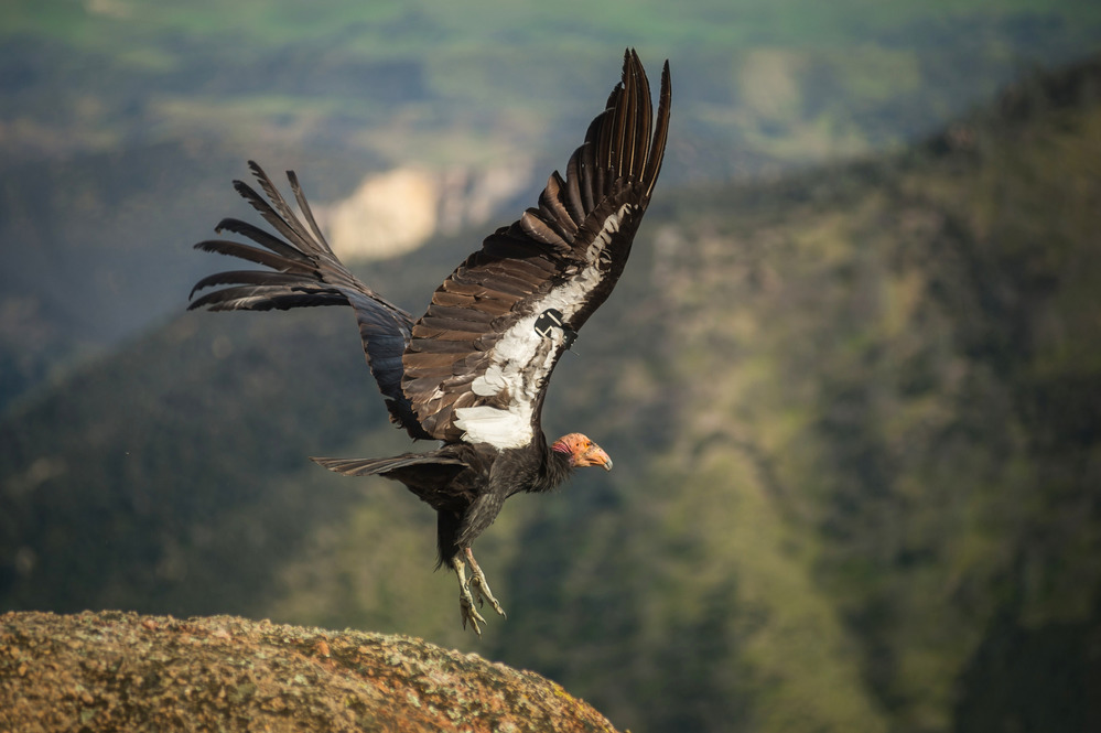 click to see asset described as A condor taking flight