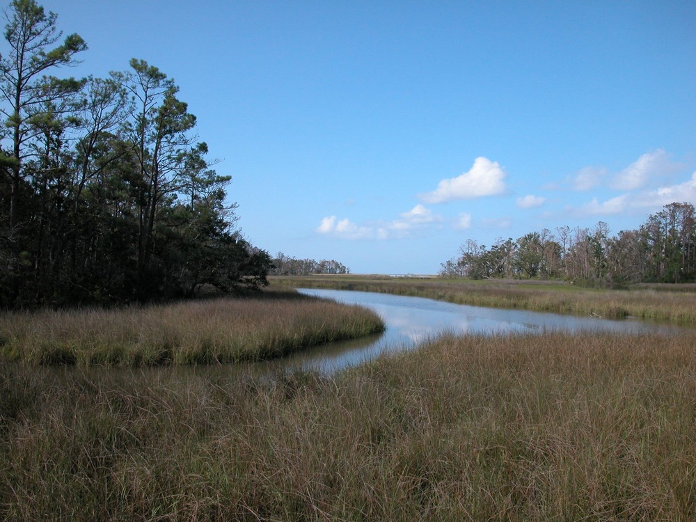 Salt marshes are one of the most productive habitats on the coastline.