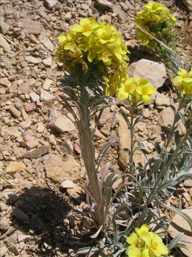 Lesquerella fendleri. Big Bend National Park, Sawmill Road. March 2004